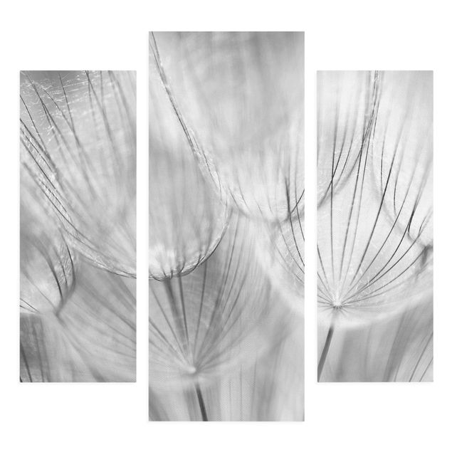 Telas decorativas flores Dandelions Macro Shot In Black And White