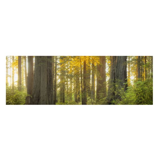 Telas decorativas florestas Redwood National Park
