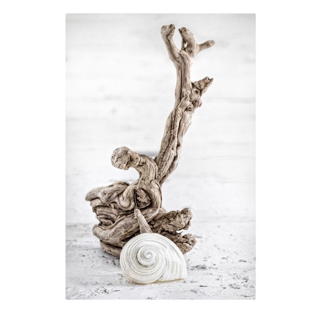 Telas decorativas réplicas de quadros famosos White Snail Shell And Root Wood