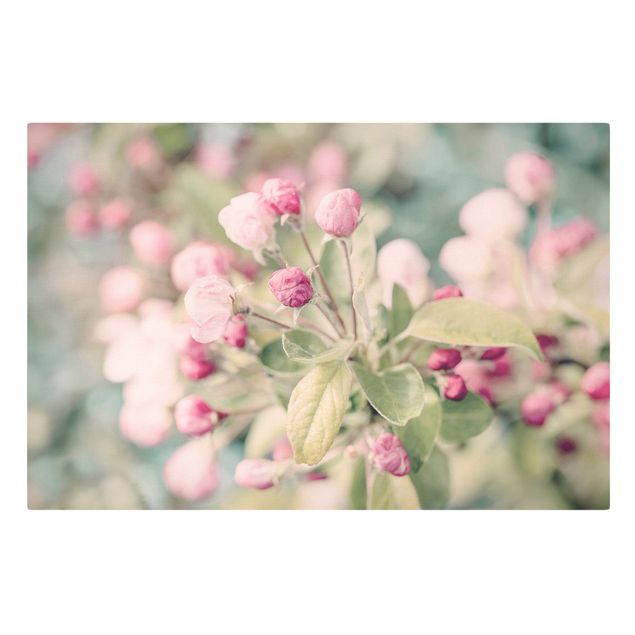 Quadros rosas Apple Blossom Bokeh Light Pink