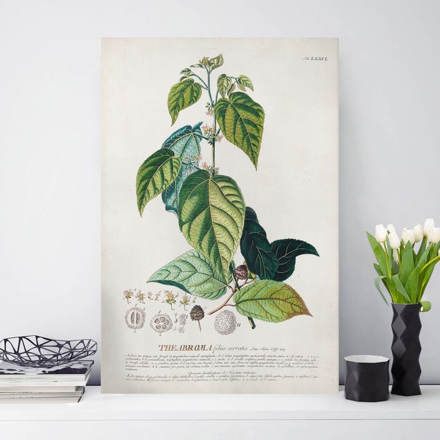 decoraçoes cozinha Vintage Botanical Illustration Cocoa