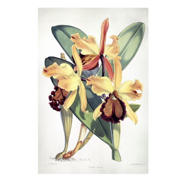 Telas decorativas réplicas de quadros famosos Walter Hood Fitch - Orchid