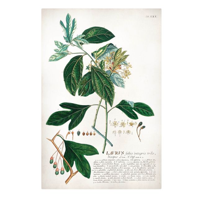 Telas decorativas temperos e ervas aromáticas Vintage Botanical Illustration Laurel