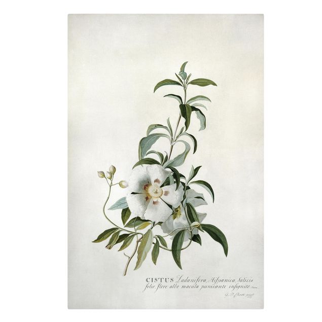 Quadros florais Georg Dionysius Ehret - Rockrose