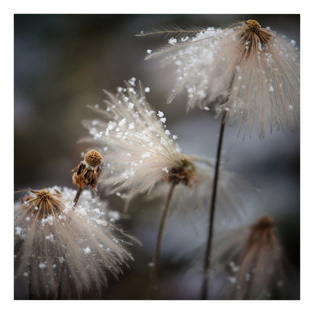 quadro com flores Dandelions With Snowflakes