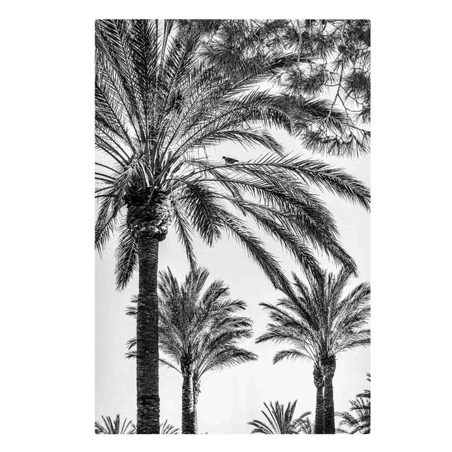 Telas decorativas flores Palm Trees At Sunset Black And White
