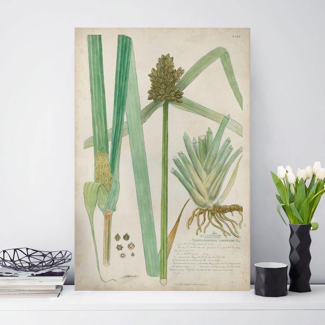 Telas decorativas gramíneas Vintage Botany Drawing Grasses III