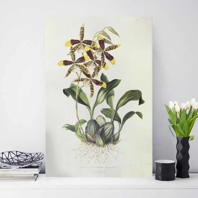 Quadros orquídeas Maxim Gauci - Orchid II