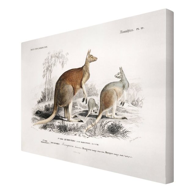 Telas decorativas vintage Vintage Board Kangaroo