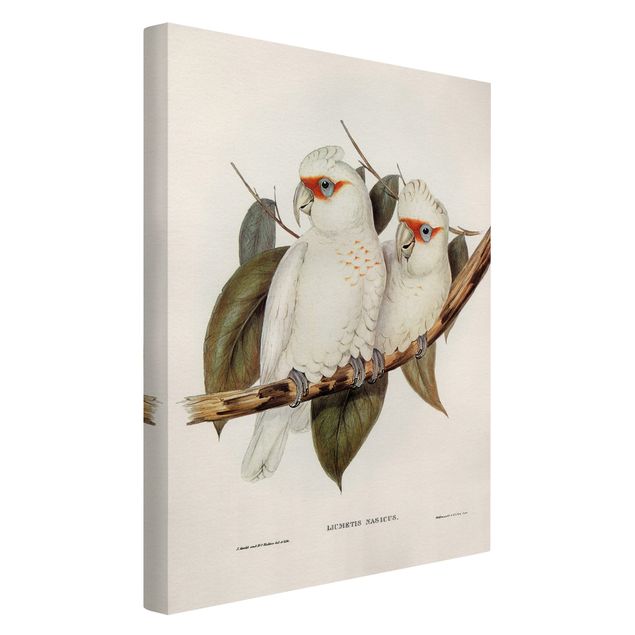 Quadros florais Vintage Illustration White Cockatoo