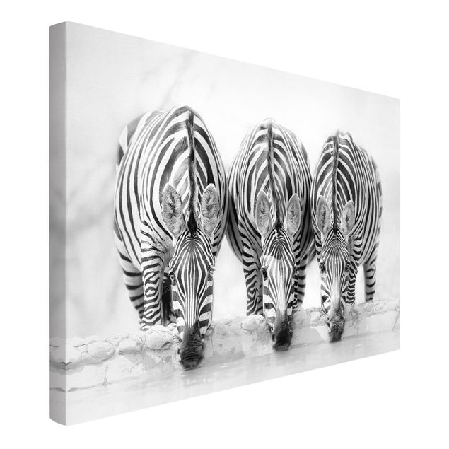 Telas decorativas em preto e branco Zebra Trio In Black And White