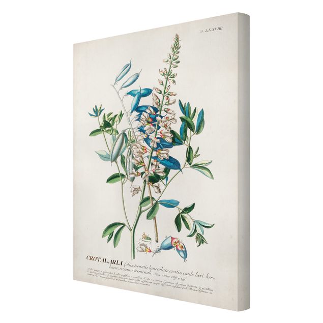 quadros para parede Vintage Botanical Illustration Legumes