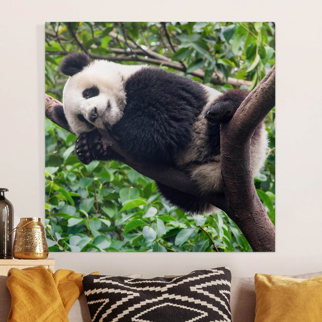 decoraçao para parede de cozinha Sleeping Panda On Tree Branch