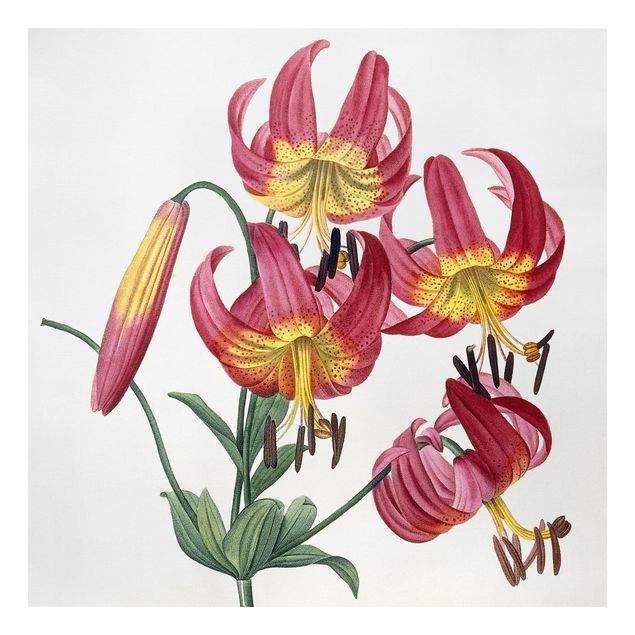 quadro com flores Pierre Joseph Redoute - Lilium Superbum