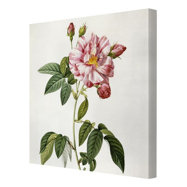 quadros flores Pierre Joseph Redoute - Pink Gallica Rose