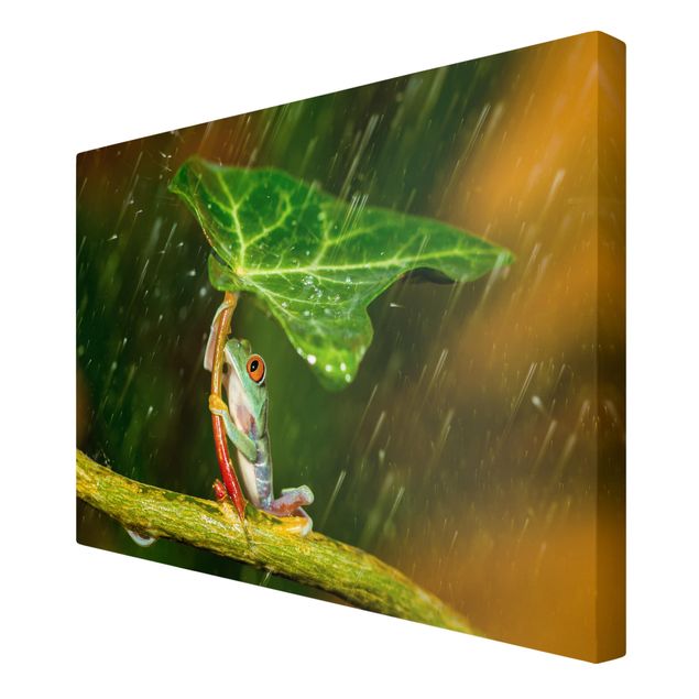 quadros decorativos verde Frog In The Rain