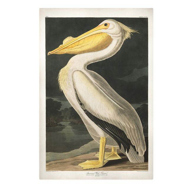 Quadros retro Vintage Board White Pelican