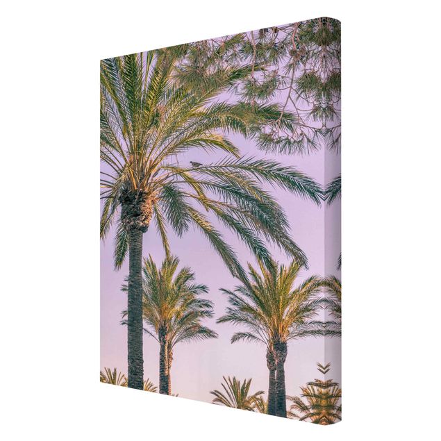 quadro com flores Palm Trees At Sunset