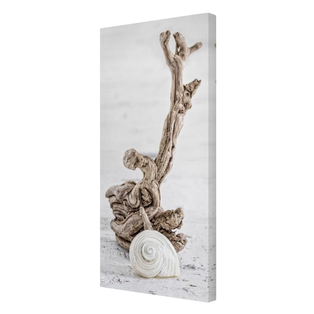 Telas decorativas paisagens White Snail Shell And Root Wood