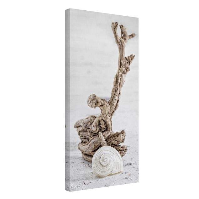 quadro decorativo mar White Snail Shell And Root Wood