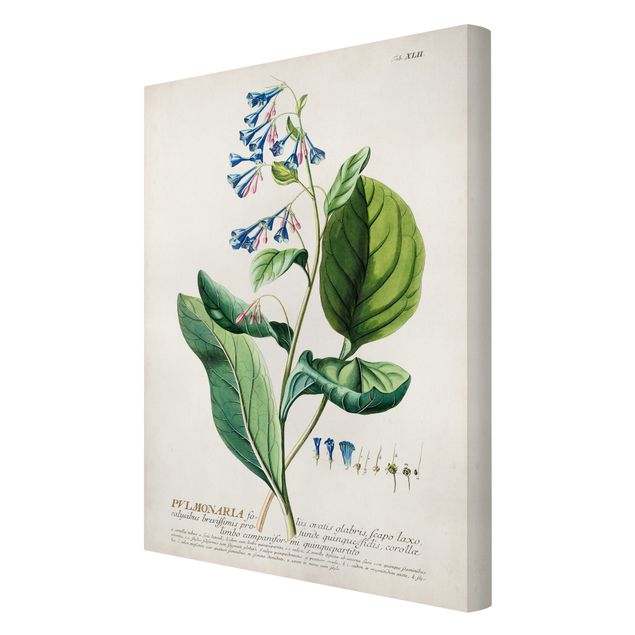 quadro decorativo verde Vintage Botanical Illustration Lungwort