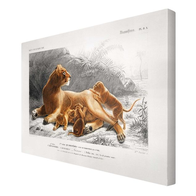 Quadros paisagens Vintage Board Lioness And Lion Cubs