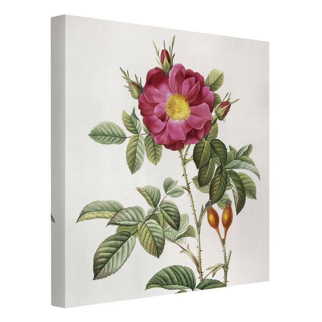 Telas decorativas flores Pierre Joseph Redoute - Portland Rose