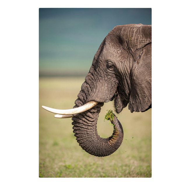 Telas decorativas animais Feeding Elephants In Africa