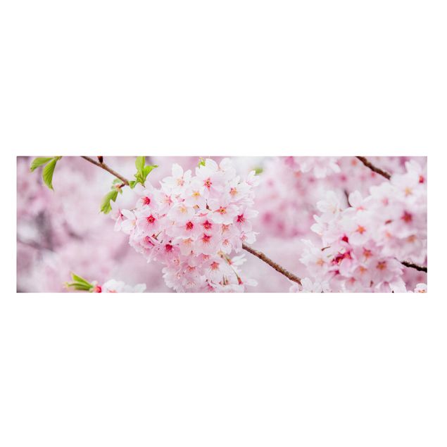 Telas decorativas cidades e paisagens urbanas Japanese Cherry Blossoms