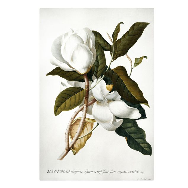 quadros de flores Georg Dionysius Ehret - Magnolia