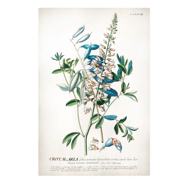 quadros azuis Vintage Botanical Illustration Legumes