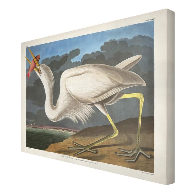 Telas decorativas animais Vintage Board Great White Egret