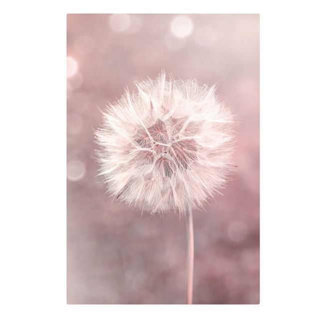Telas decorativas flores Dandelion Bokeh Light Pink