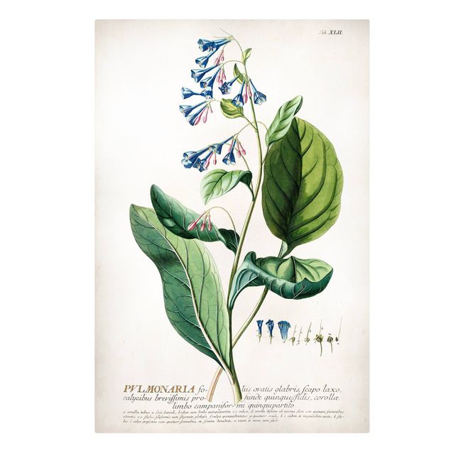 Telas decorativas temperos e ervas aromáticas Vintage Botanical Illustration Lungwort