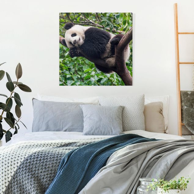 Quadros pandas Sleeping Panda On Tree Branch