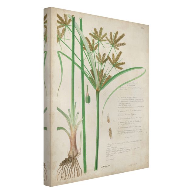 Quadros florais Vintage Botany Drawing Grasses I