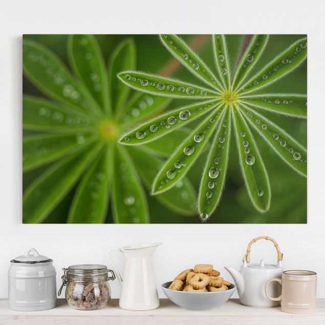 decoraçao para parede de cozinha Morning Dew On Lupine Leaves