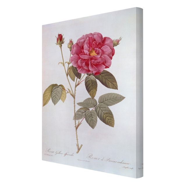 quadros de flores Pierre Joseph Redoute - Apothecary's Rose
