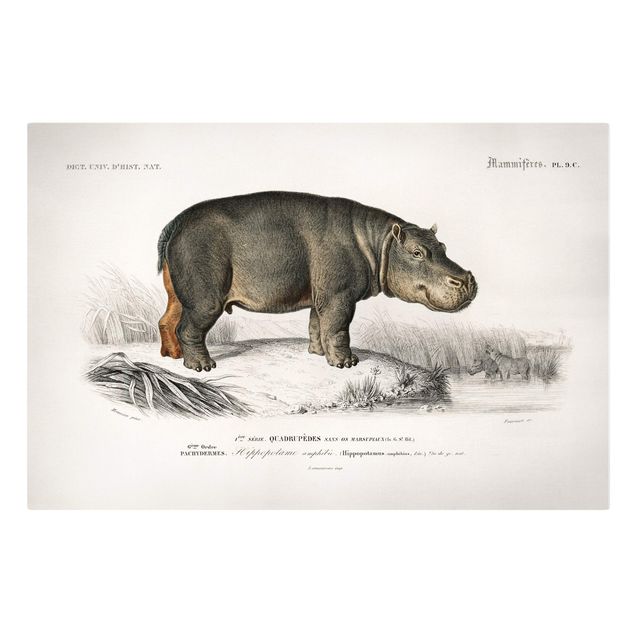 Quadros paisagens Vintage Board Hippo