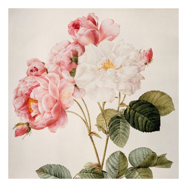 Quadros florais Pierre Joseph Redoute - Pink Damascena