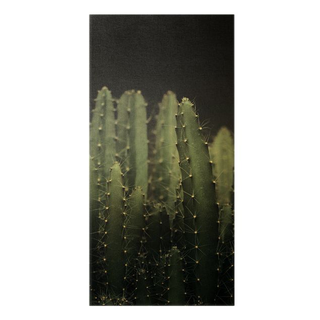 Quadros modernos Desert Cactus At Night