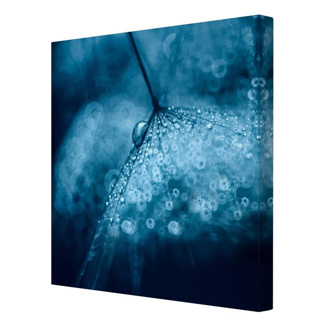 quadros azuis Blue Dandelion In The Rain