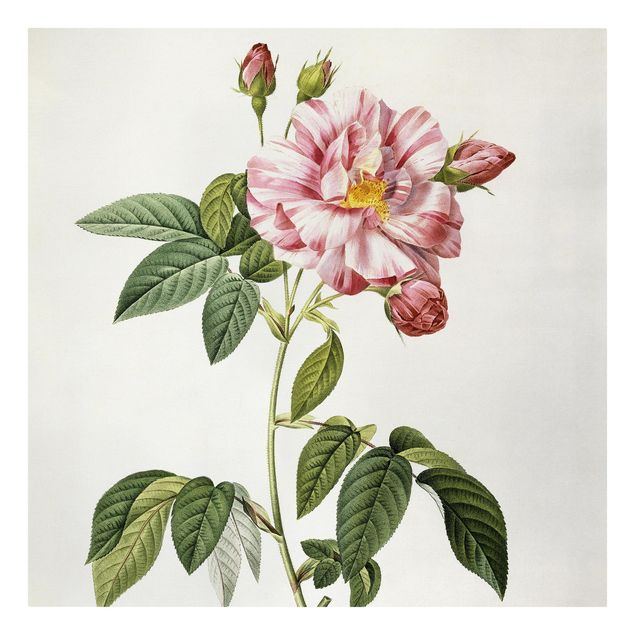 Quadros florais Pierre Joseph Redoute - Pink Gallica Rose