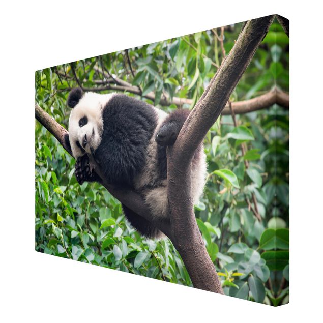 Telas decorativas paisagens Sleeping Panda On Tree Branch