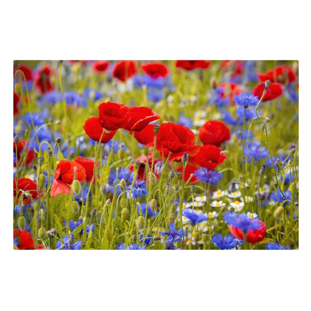 Telas decorativas flores Summer Meadow With Poppies And Cornflowers