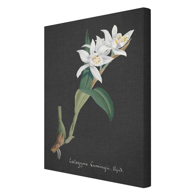 quadros flores White Orchid On Linen II