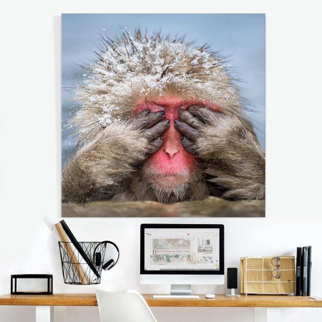 Telas decorativas macacos Japanese Macaque
