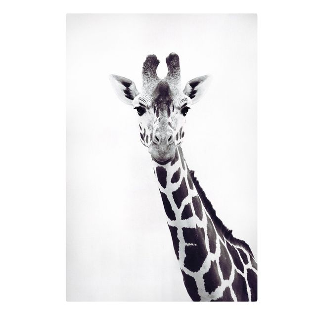 Telas decorativas animais Giraffe Portrait In Black And White