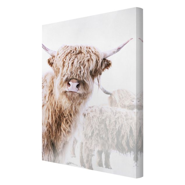 quadros em tela Highland Cattle Karlo