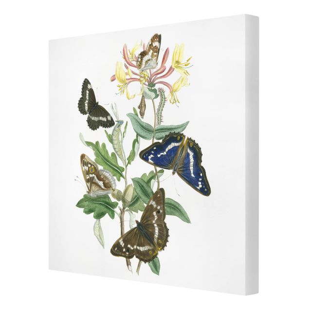 Quadros florais British Butterflies IV
